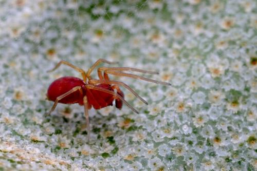 Nigma sp.